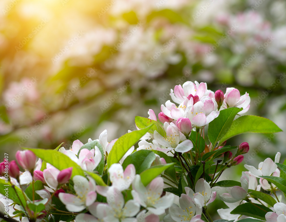 Blooming apple tree in the spring