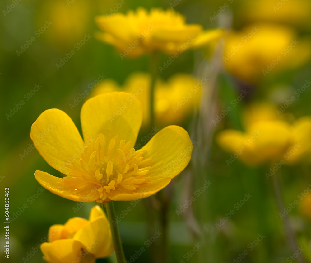 Wild yellow flower on the field