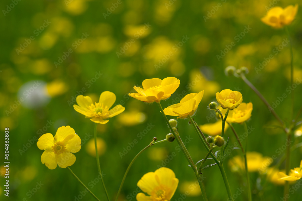 Wild yellow flower on the field