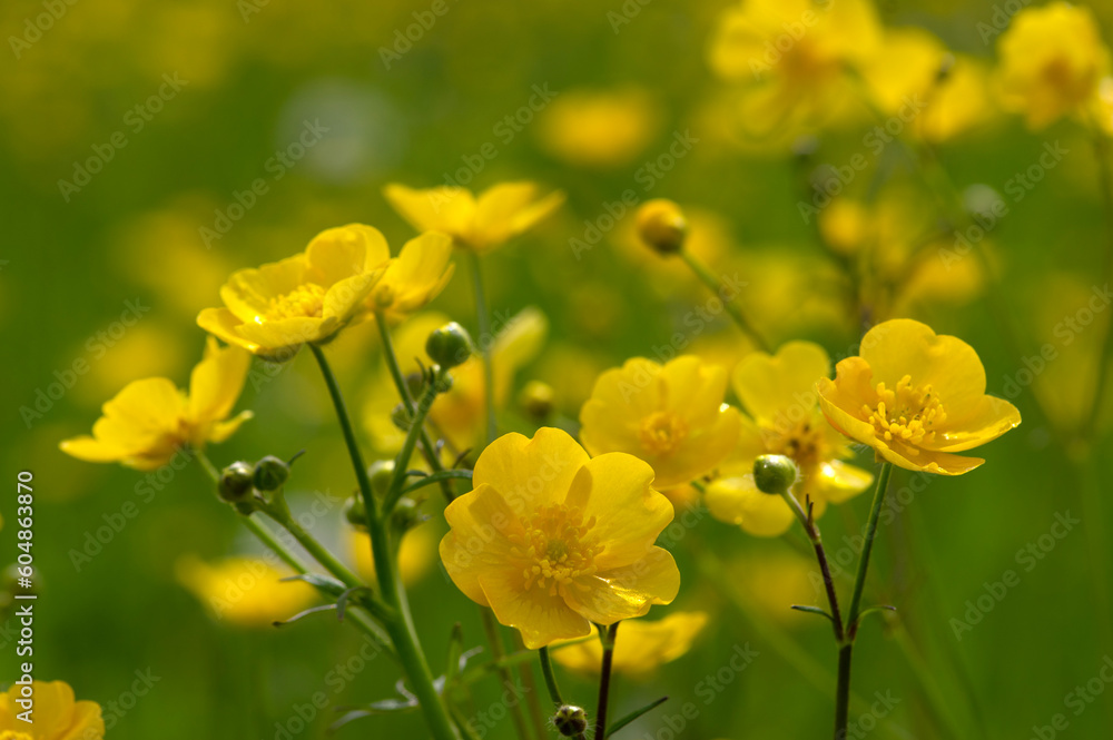 Wild yellow flower on the field