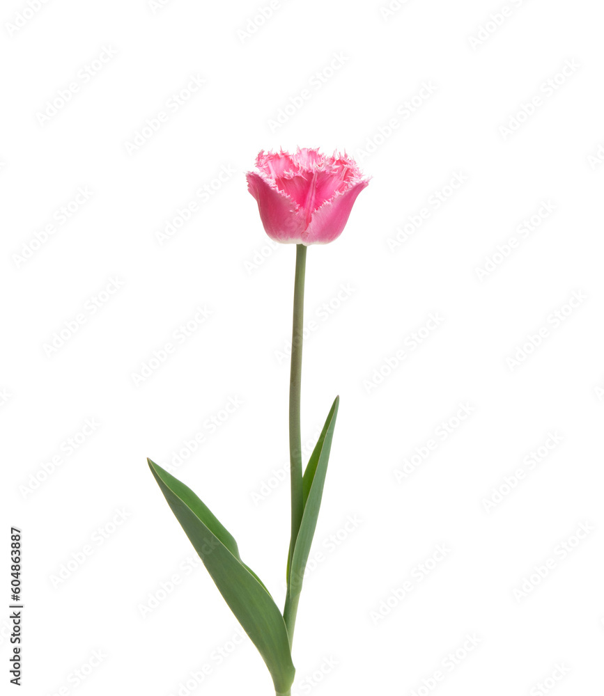 Tulip flower isolated on white