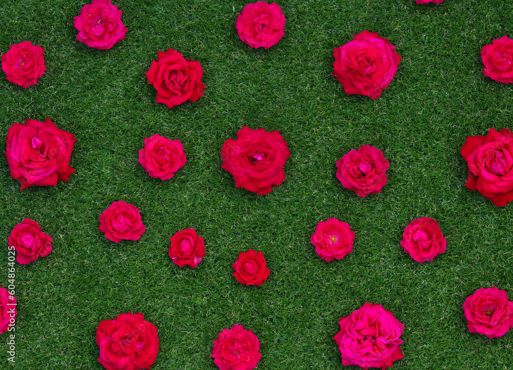 Roses flowers on green grass background.