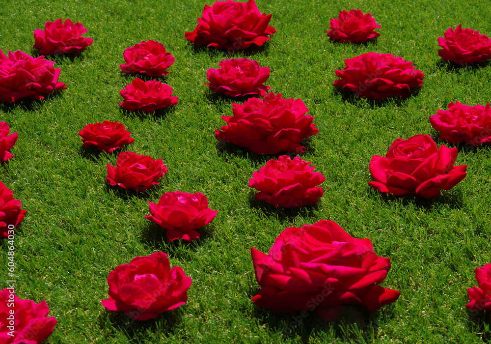 Roses flowers on green grass background.