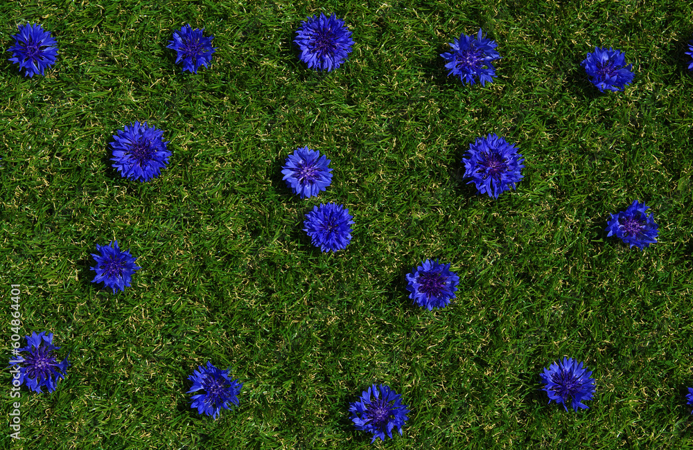 Blue flowers summer field plants on green grass