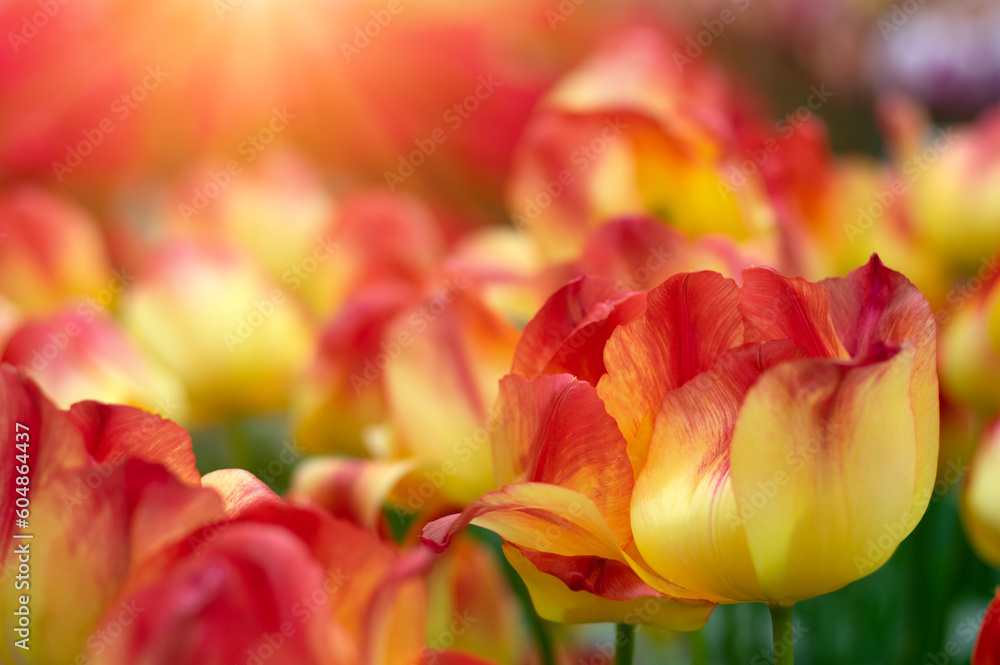  Colorful tulips on sunlight