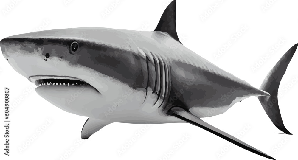 realistic vector shark illustration for project decoration