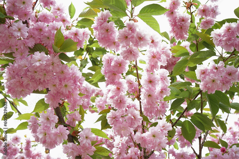 Beautiful blossoming branches with pink flowers on spring day