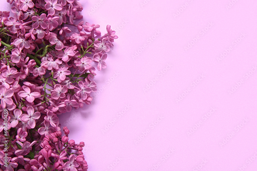 Beautiful blooming lilac flowers on purple background