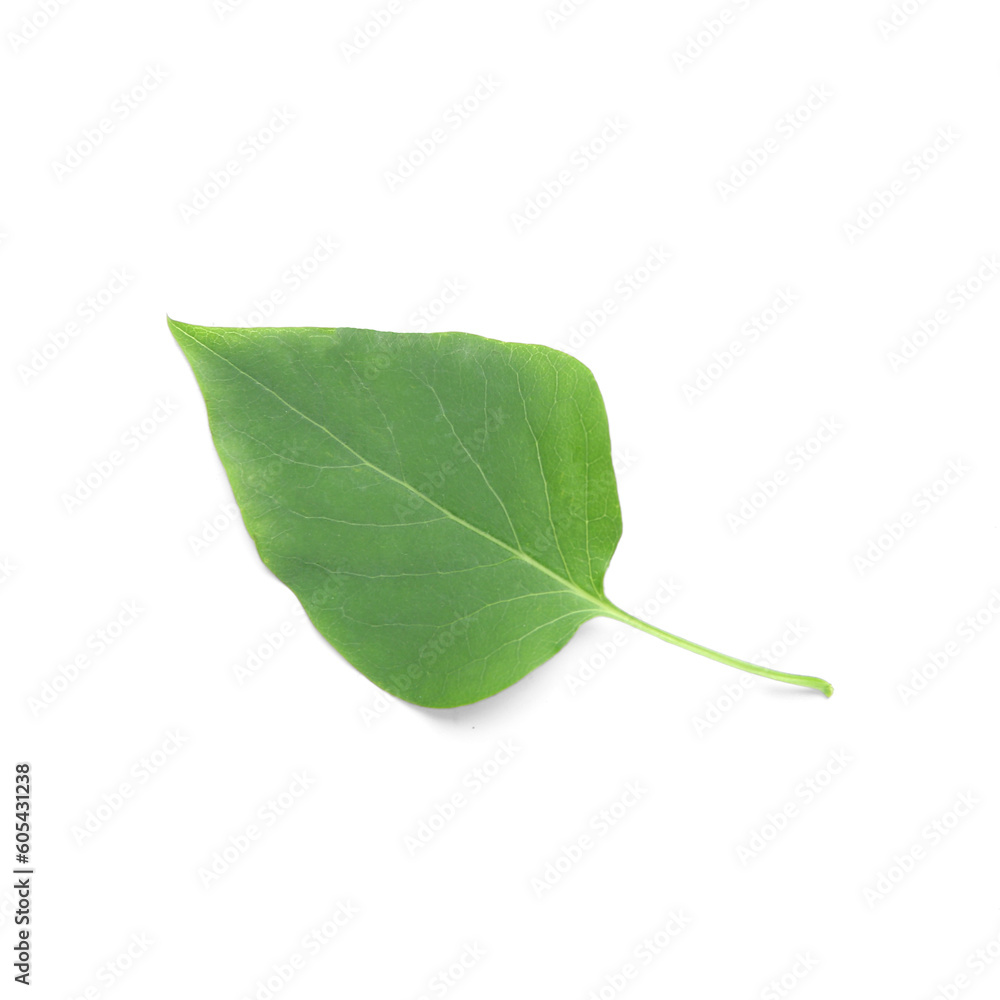 Leaf of lilac flowers isolated on white background