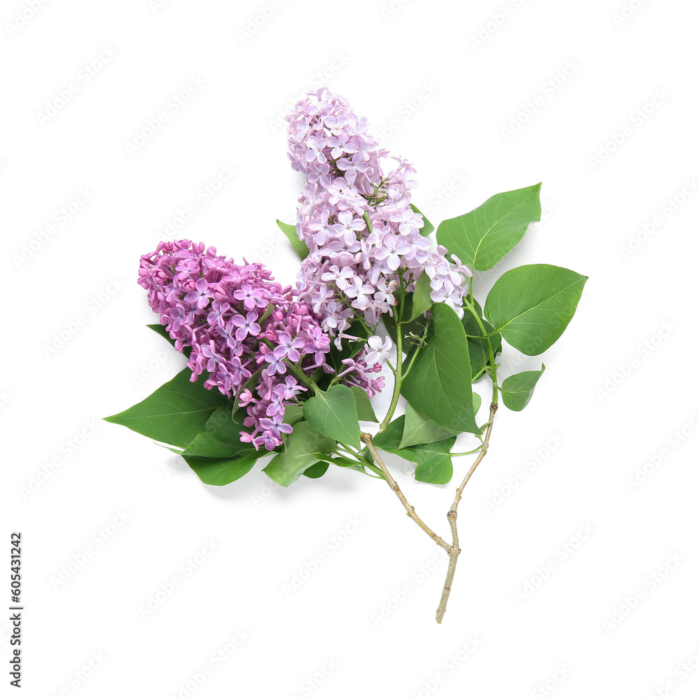 Beautiful branches of lilac flowers isolated on white background