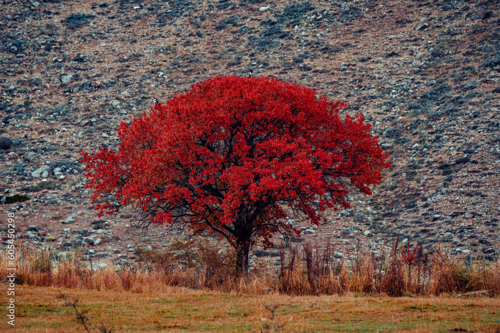 Beautiful tree with bright red foliage, autumn landscape