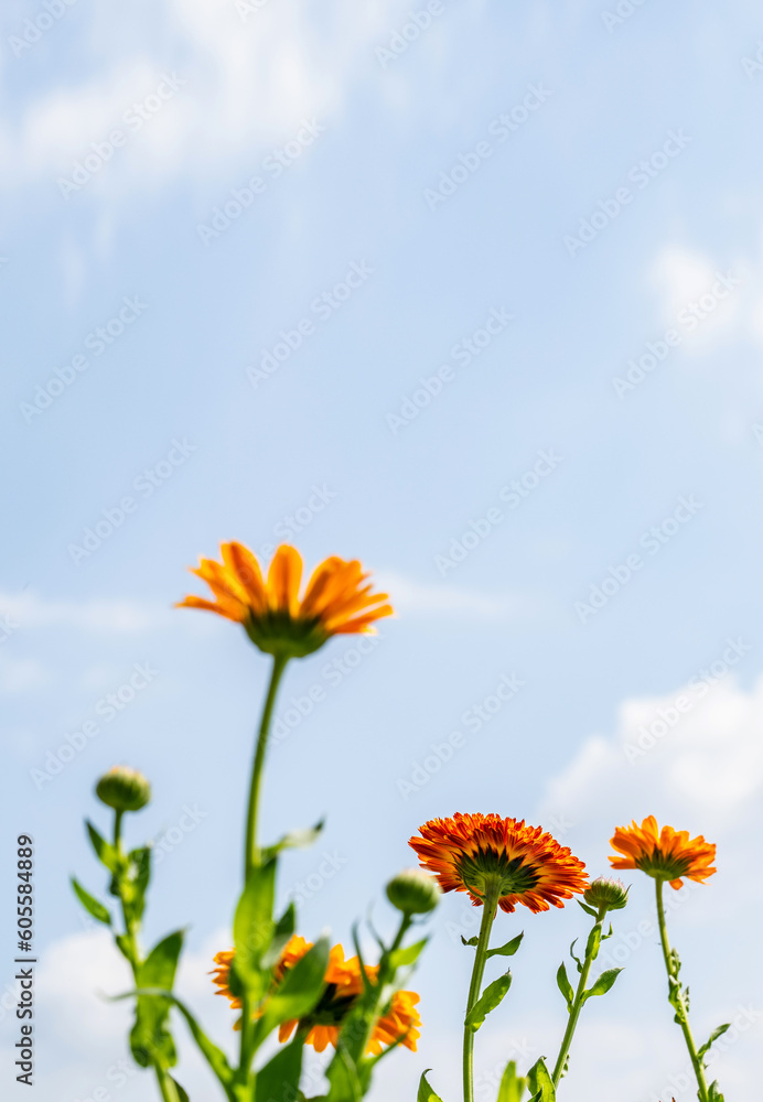 Blooming chrysanthemums under blue sky and white clouds