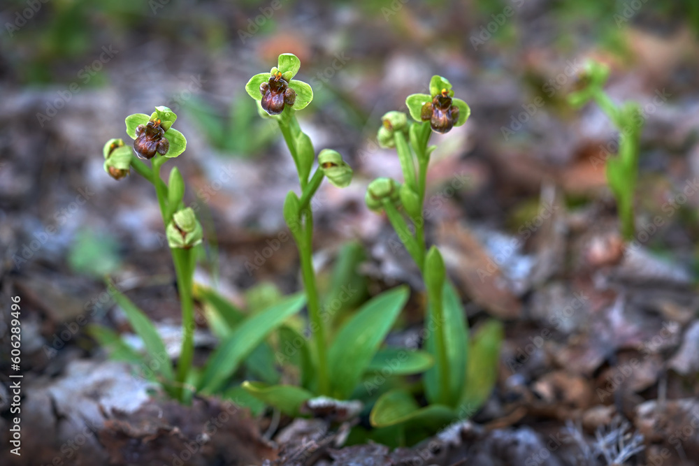 Ophrys bombyliflora, bumblebee orchid, Gargano in Italy. Flowering European terrestrial wild orchid,