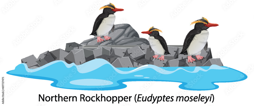 Northern rockhopper penguin on the rock