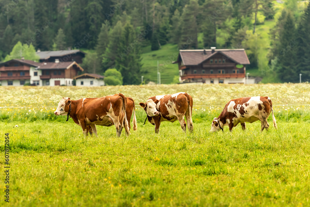 Bavarian village. Red cows graze in the meadow