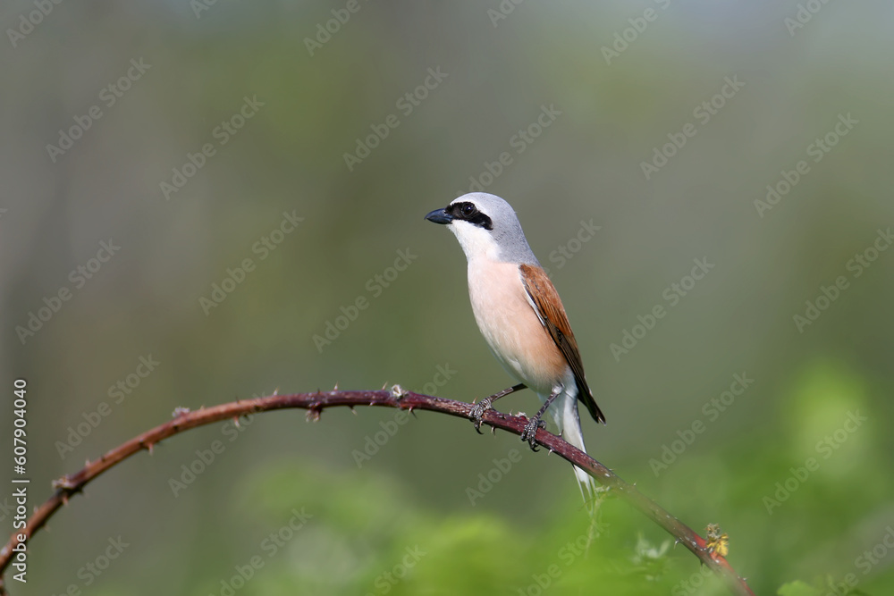 Male red-backed shrike (Lanius collurio) photographed close-up perched on a curved branch of a wild 