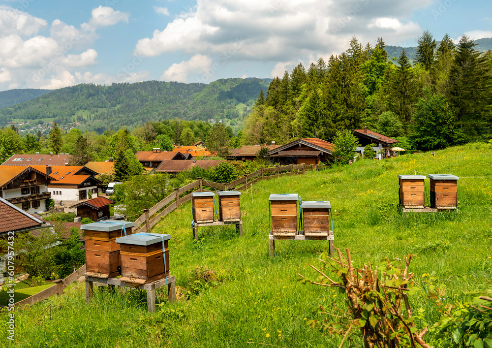 Forest apiary. Beehives on an alpine meadow in summer