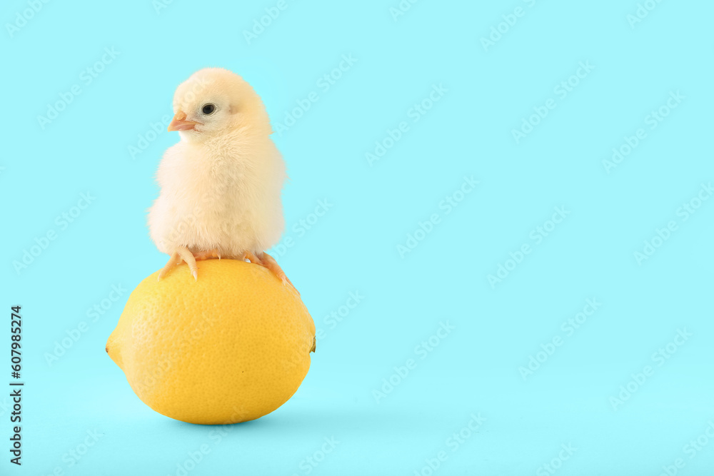 Cute little chick with lemon on blue background