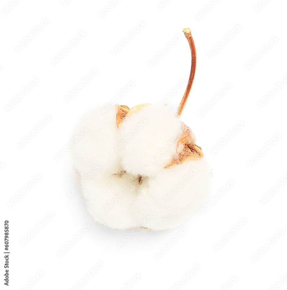 Beautiful cotton flower on white background