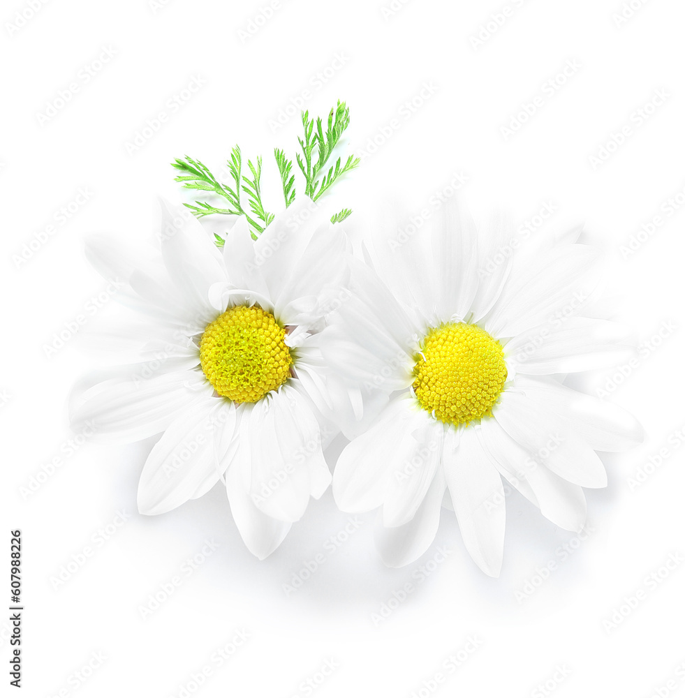 Beautiful chamomile flowers isolated on white background