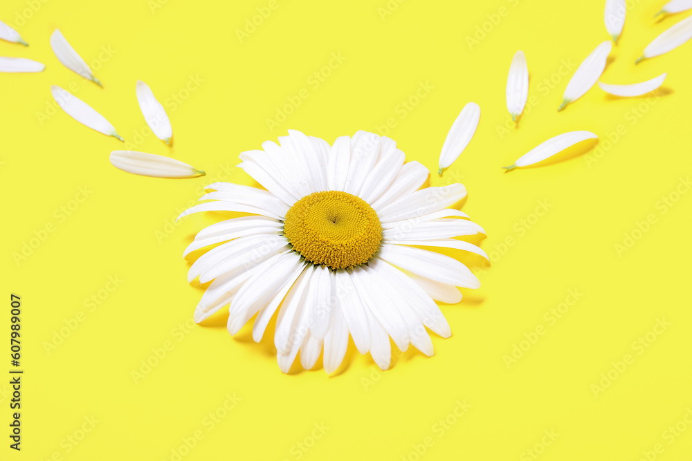 Composition with beautiful chamomile flower and petals on yellow background, closeup