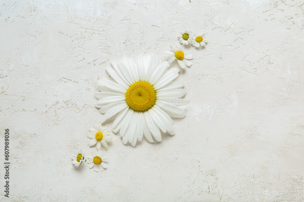 Composition with fresh chamomile flowers on light background