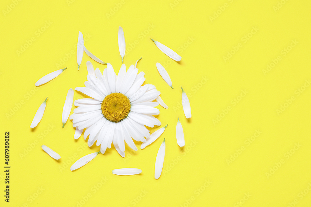 Composition with fresh chamomile flower and petals on yellow background