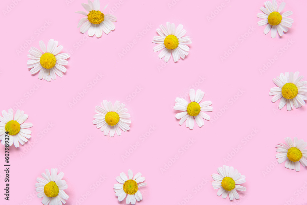 Composition with beautiful chamomile flowers on pink background