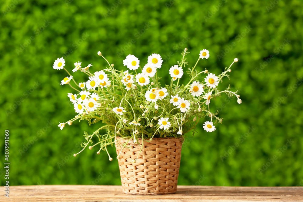 Wicker basket with beautiful chamomile flowers on wooden table outdoors