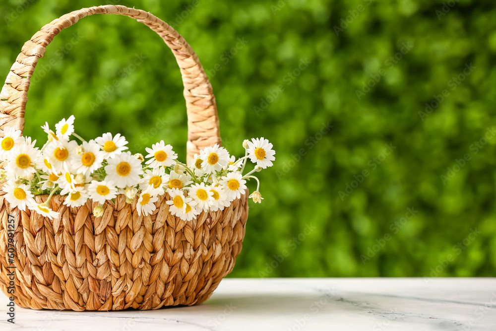 Wicker basket with beautiful chamomile flowers on white table outdoors