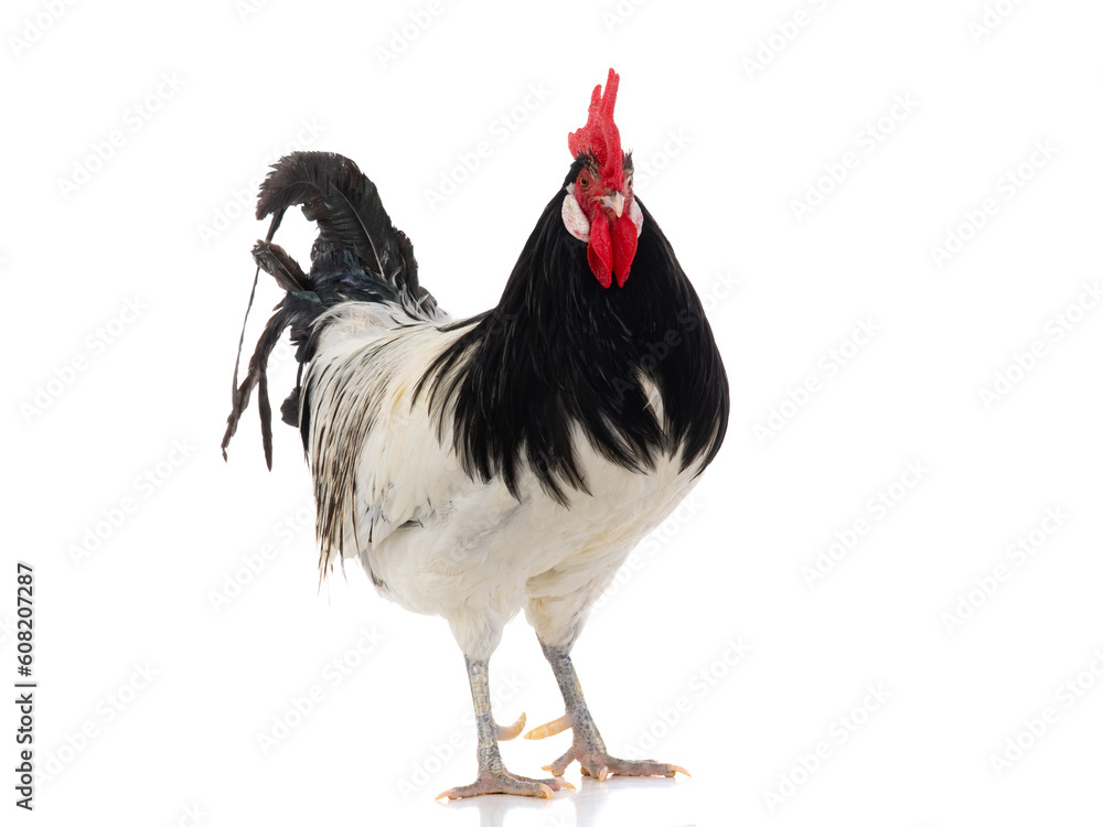 Lakenfelder rooster isolated on white background