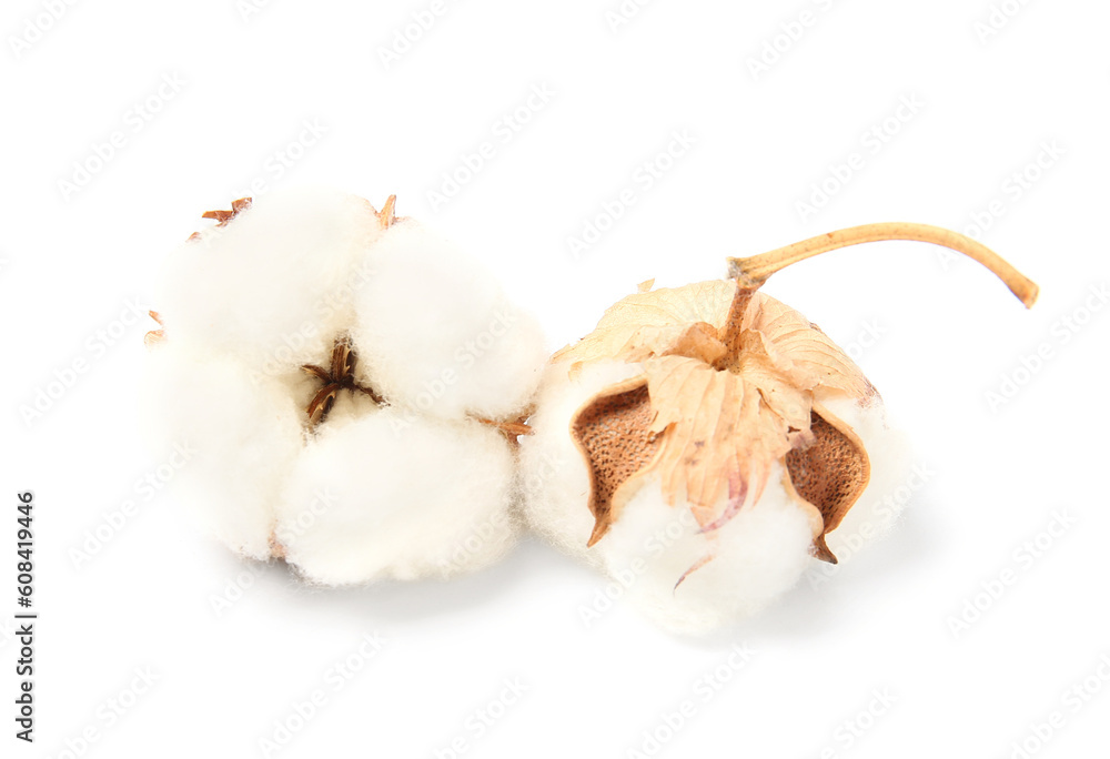 Beautiful cotton flowers on white background