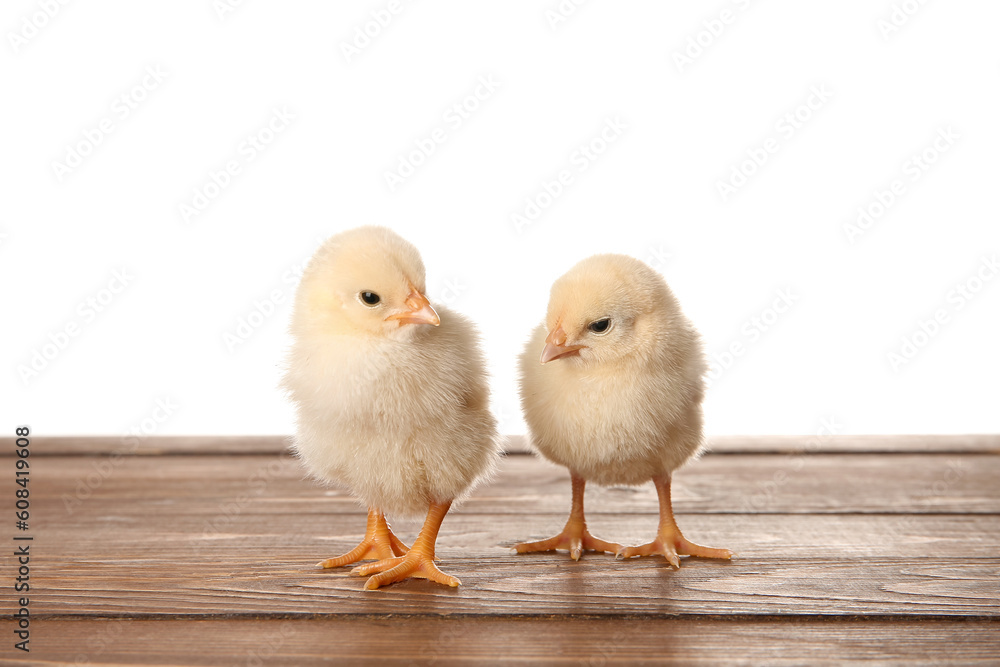 Cute little chicks on wooden table against white background