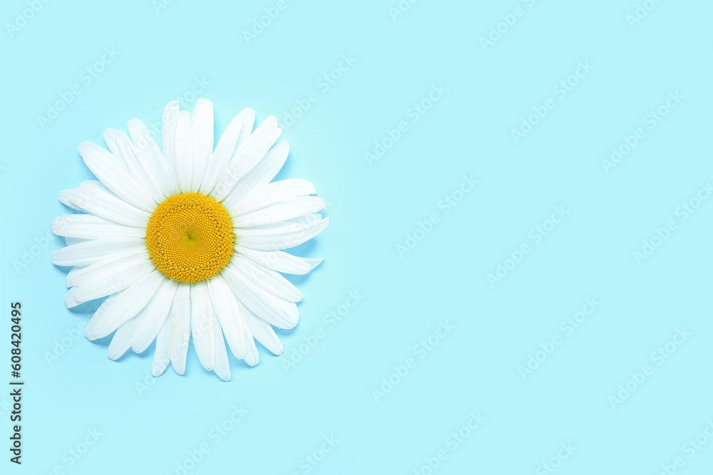 Fresh chamomile flower on color background