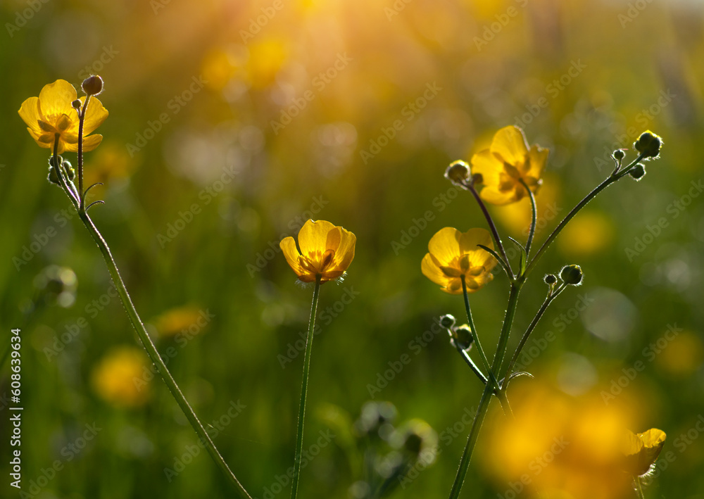 Wild yellow flower on the field