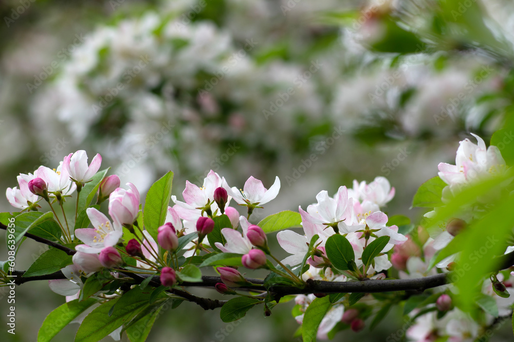 Blooming apple tree in the spring