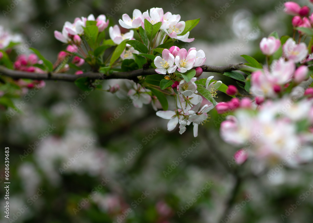 Blooming apple tree in the spring