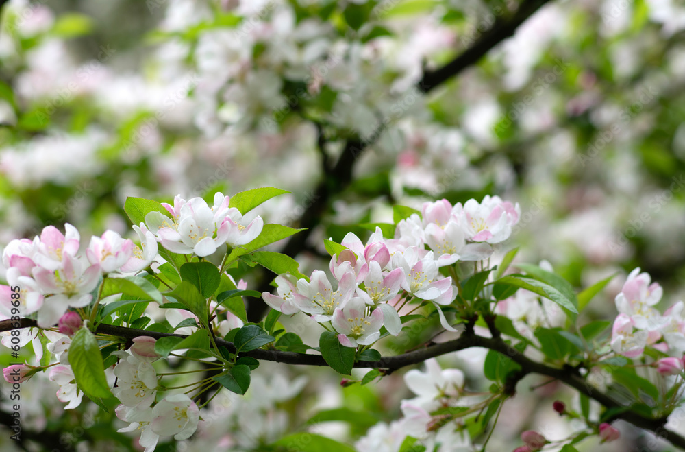 Blooming apple tree in the spring