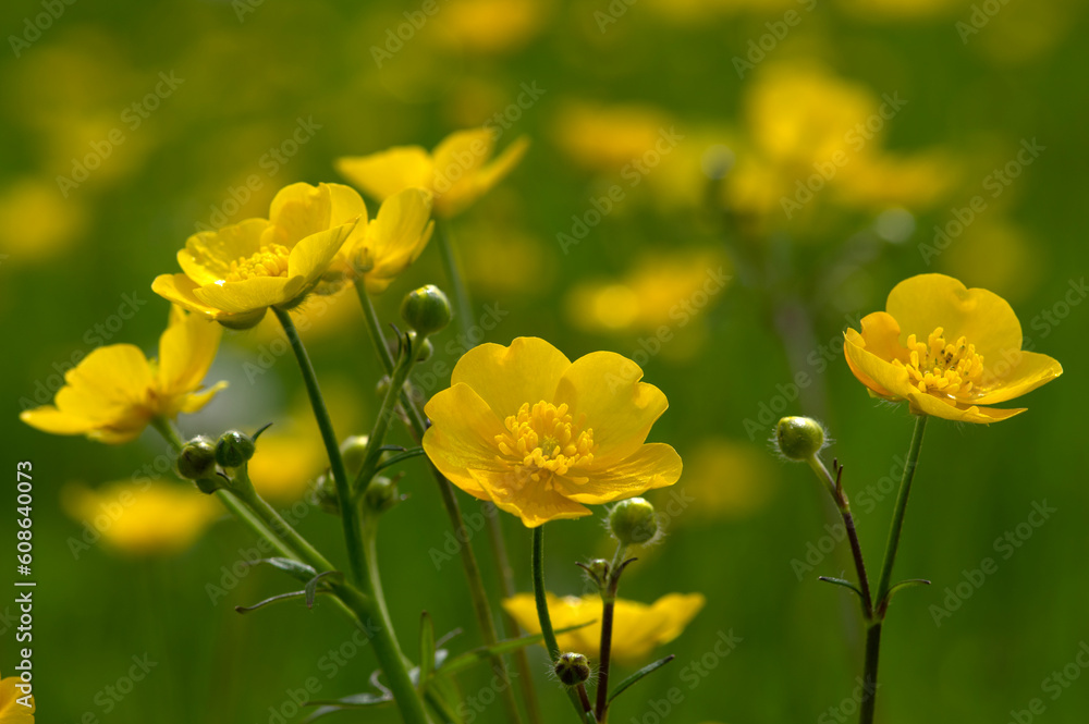 Wild yellow flower on the field