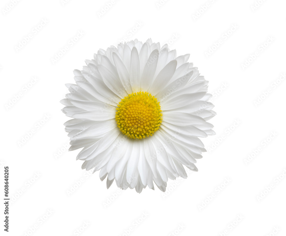 Chamomile or camomile isolated on white