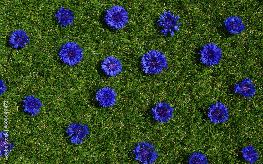 Blue flowers summer field plants on green grass