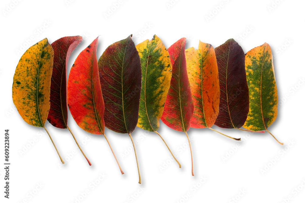 Collection of autumnal leaf