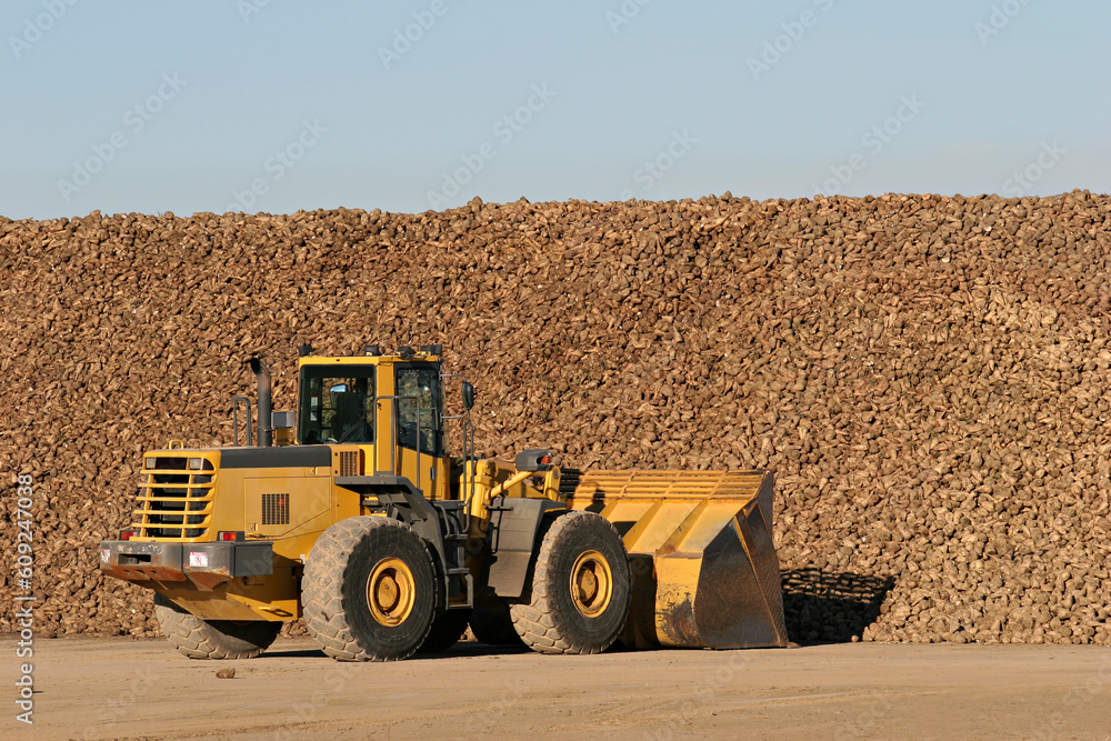 sugar beet being moved by bulldozer to a nearby processing plant