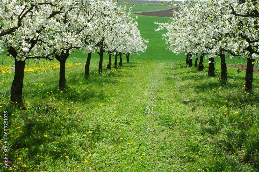 blossoming cherry-trees