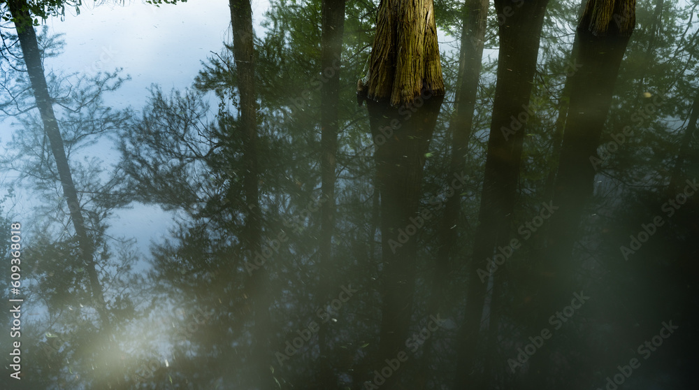 reflection of trees in water