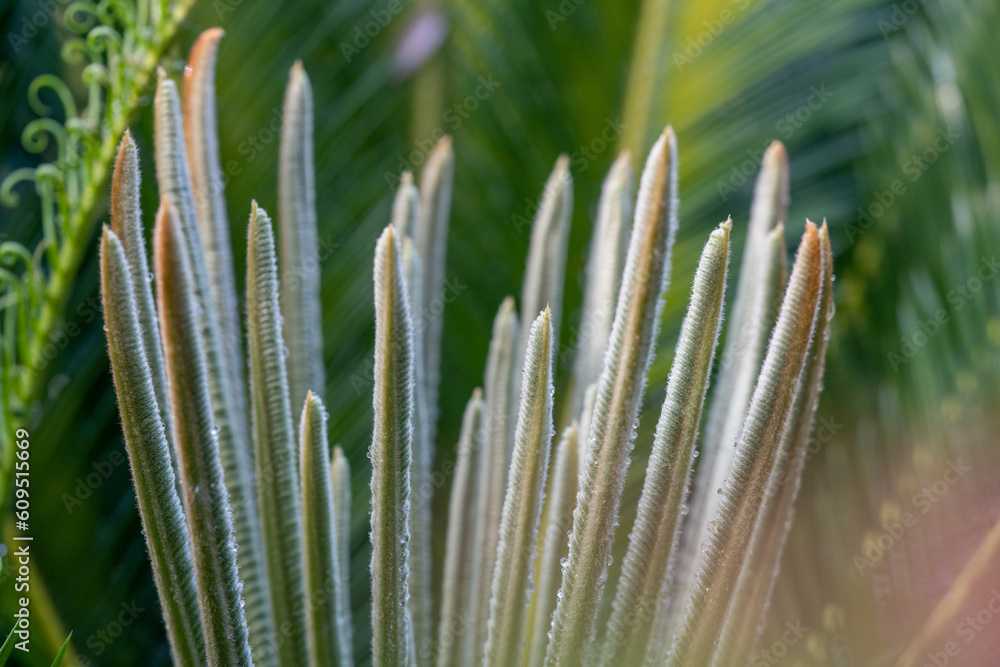 Ancient Cycad plant or Sago Palm Green Leaves background, Cycad Green Leaves tropical green leaf tre