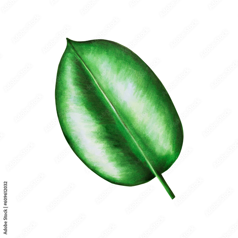 Watercolor realistic tropical illustration of ficus leaf isolated on white background. Beautiful bot