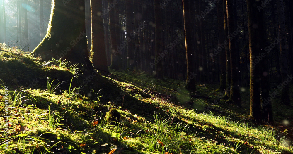 Beautiful morning sunlight in mossy forest fairy tale.