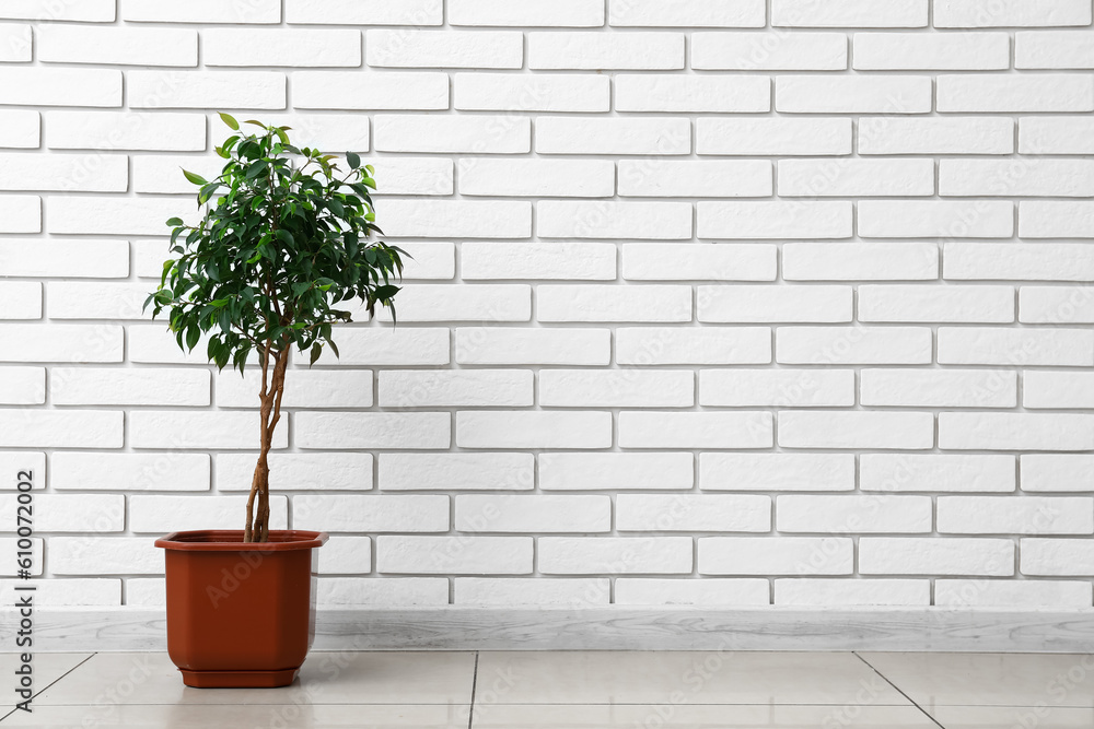 Ficus tree near white brick wall