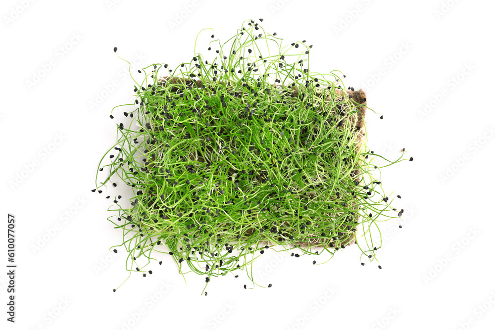 Fresh micro green on white background